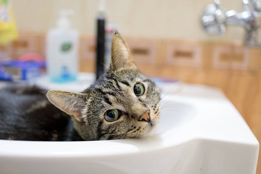 How to Protect Your Plumbing from Your Pets