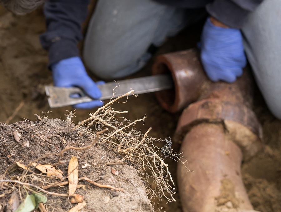 Five Ways to Remove Tree Roots in Sewer Line